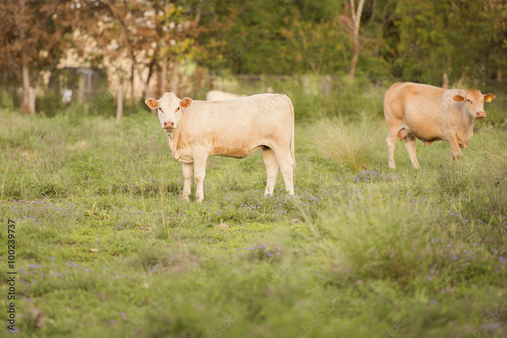 Cows in the paddock during the day in Queensland Cows in the paddock during the day in Queensland