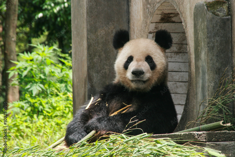 Fototapeta premium giant panda in protection and research center of Yaan, Bifengxia base,china