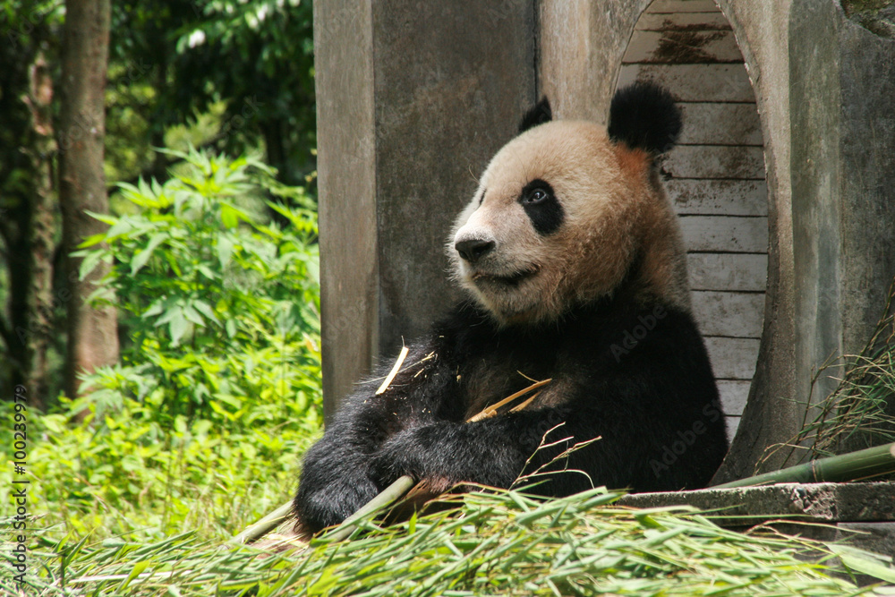 Fototapeta premium giant panda in protection and research center of Yaan, Bifengxia base,china