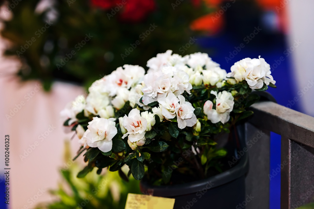 White flowers White flowers