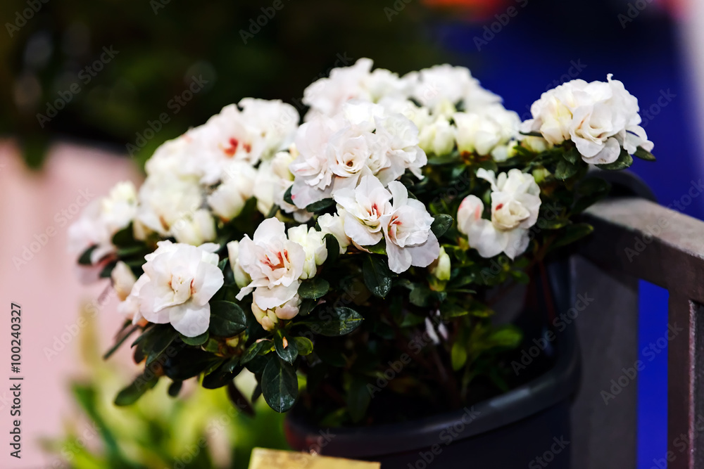 White flowers White flowers