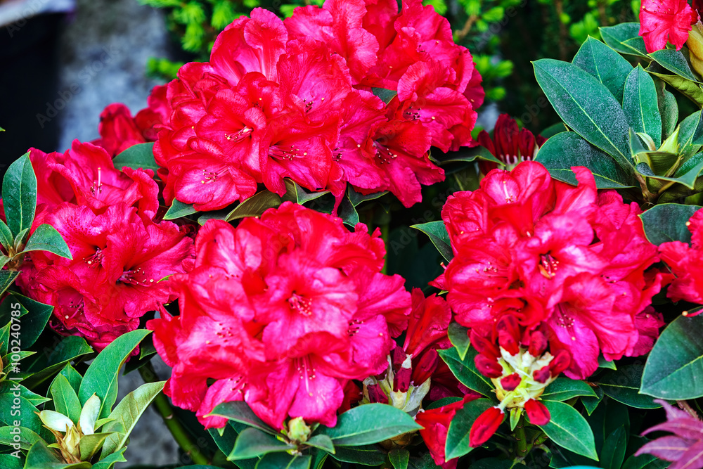 Fototapeta premium Colorful flowers
