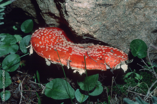 Amanita muscaria photo