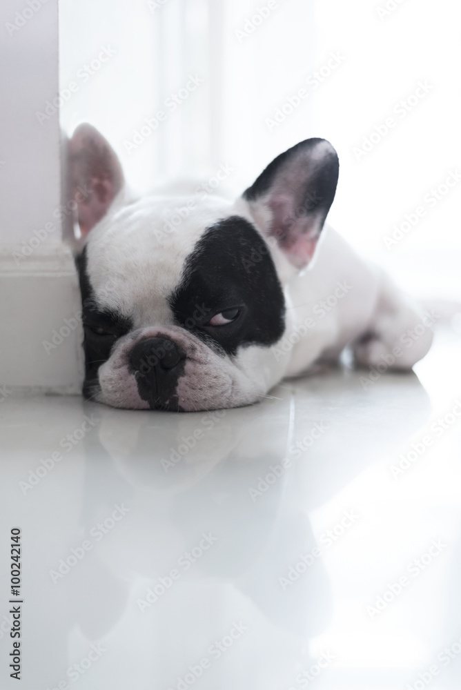 Sleepy French bulldog lay on floor Sleepy French bulldog lay on floor
