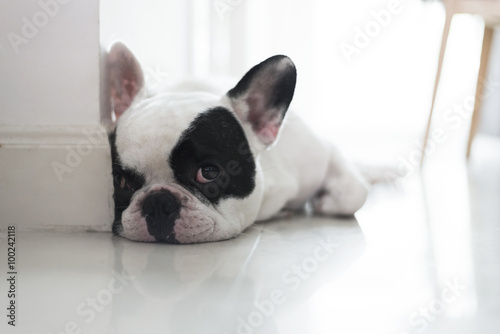 French bulldog lay on floor and looking