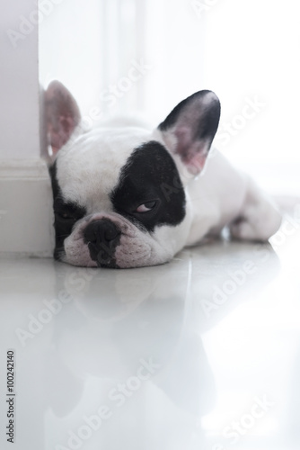 Sleepy French bulldog lay on floor © Kitti bowornphatnon