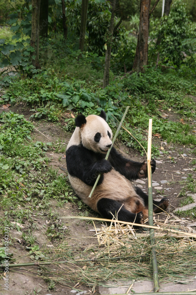 Fototapeta premium giant panda in protection and research center of Yaan, Bifengxia base,china