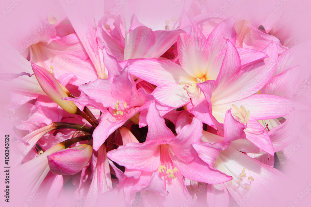 Jersey Lily Jersey Lily