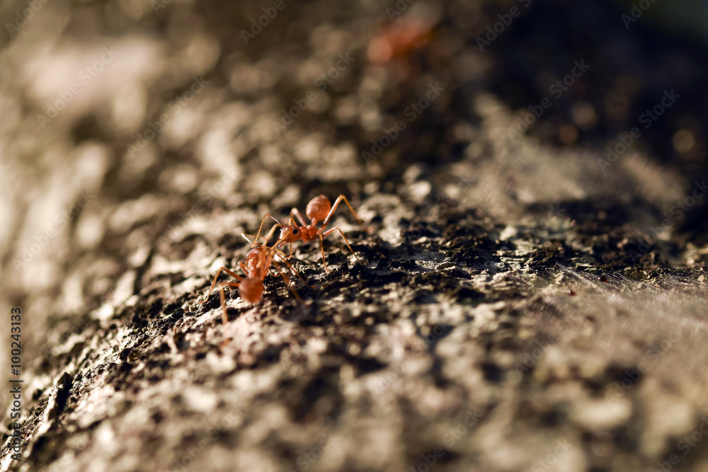 Worker ant on tree Worker ant on tree