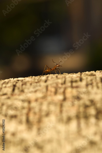 Lonely worker ant on tree