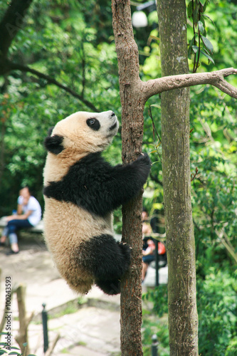 giant panda in protection and research center of Yaan, Bifengxia base,china photo
