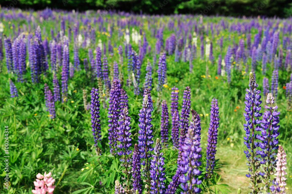Obraz premium lupine blossom in spring
