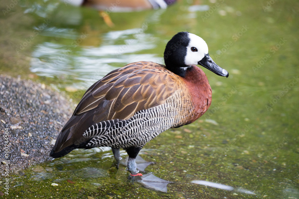 Fototapeta premium White-faced Whistling Duck - Dendrocygna viduata