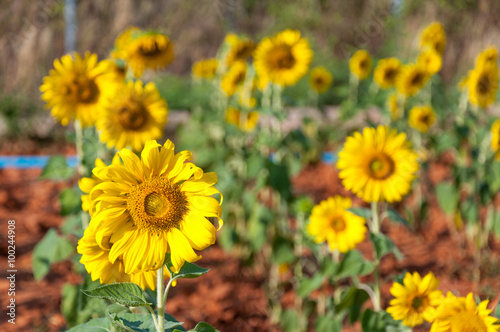 Sunflowers in the garden