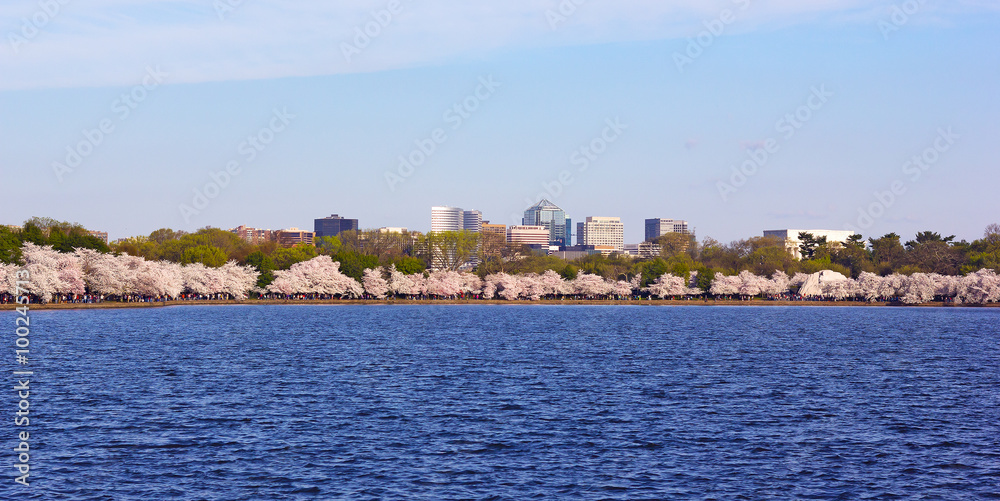 Cherry blossom around Tidal Basin with suburban buildings on the background in Washington DC, USA. Blossoming cherry trees around the water.