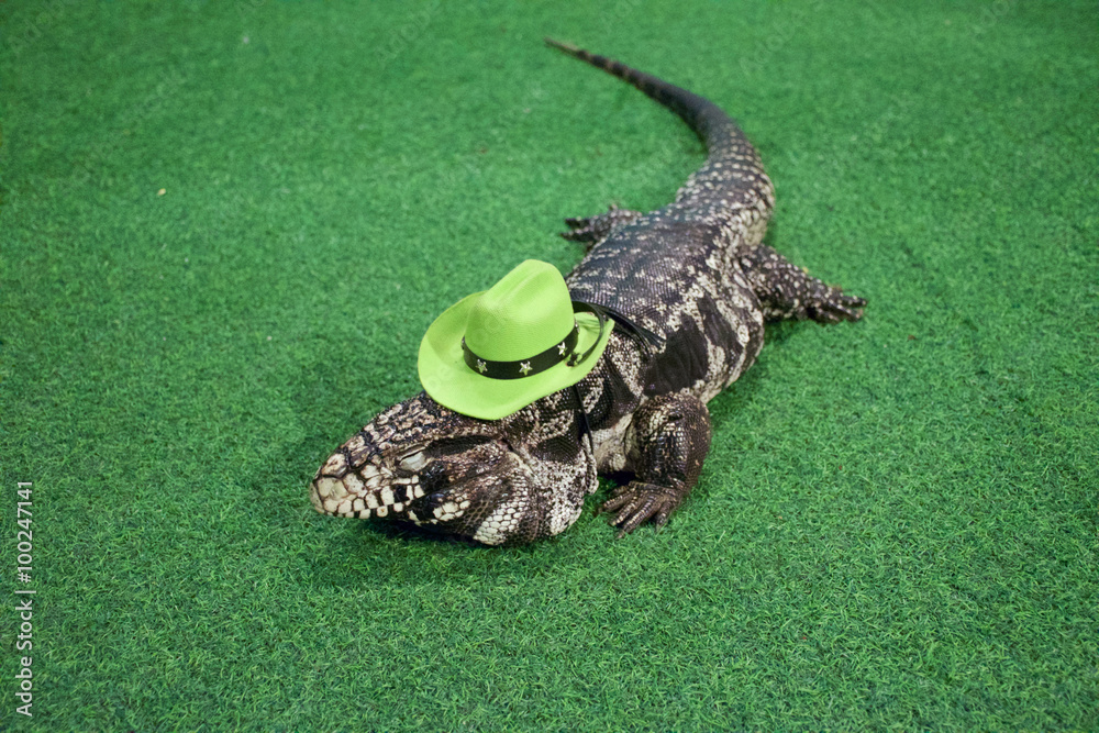 Obraz premium Iguana wear green hat