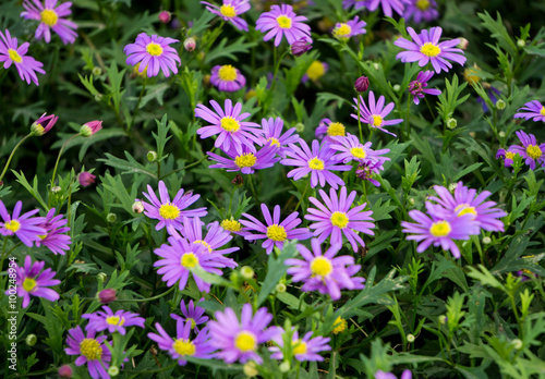 Purple daisy  (Brachyscome iberidifolia)