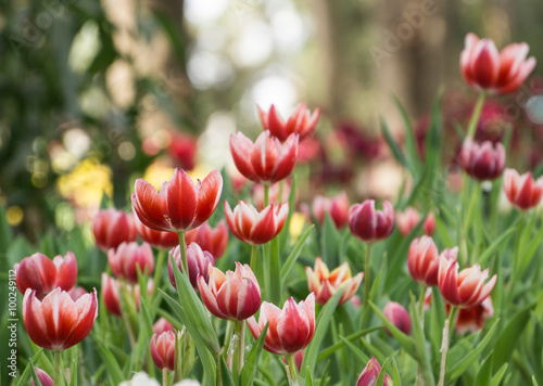 tulips