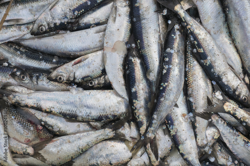 Obraz premium Herring