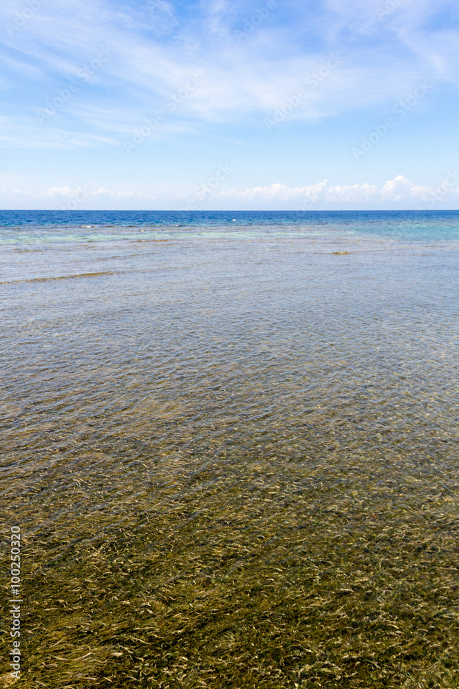Caribbean sea and sea grass in shallow waters