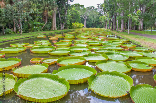 Foto Jardin botanique Sir Seewoosagur Ramgoolam, île Maurice