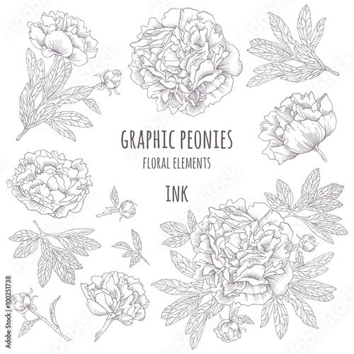 Set of graphic peonies. Contour buds and leaves peonies. 