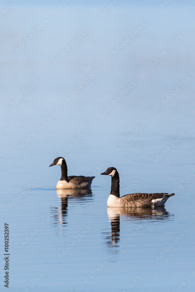 Canada Goose pair in the lake