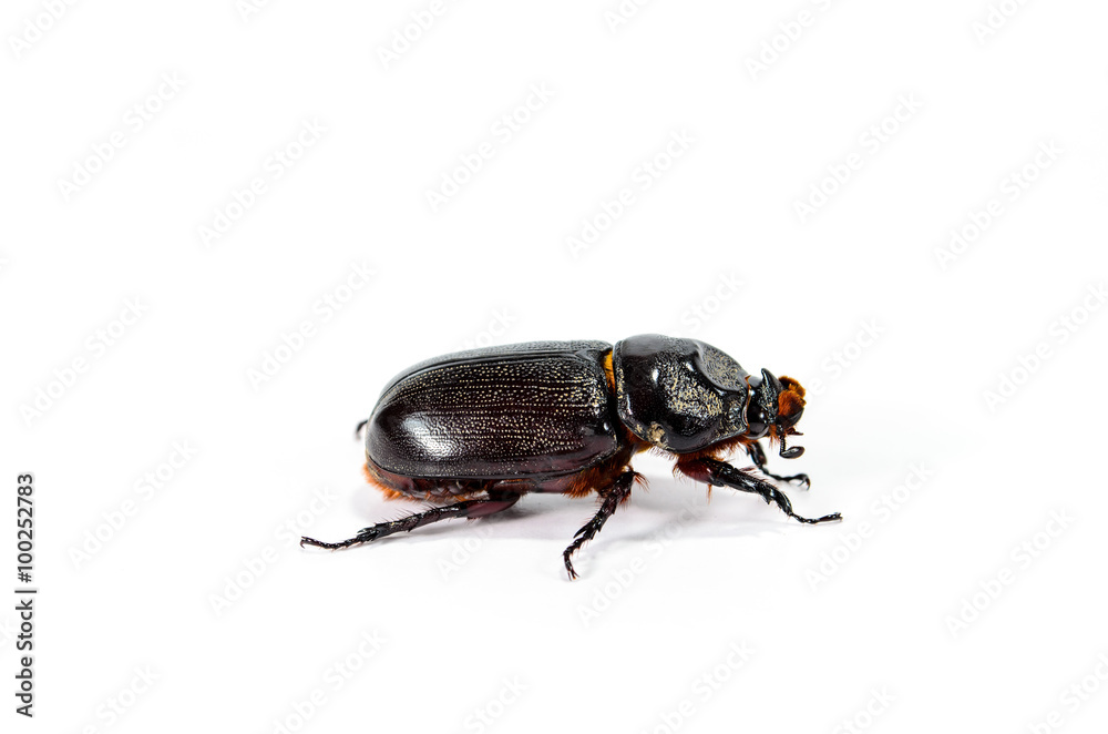 Horned Beetle Horned Beetle