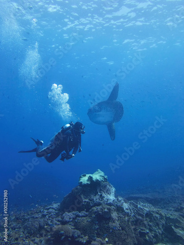 Ocean sunfish  Mola mola  Coral Sea  Bali  Indonesia
