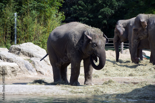 Tiere und V  gel