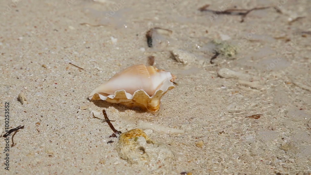 Seashells on the sand beach Seashells on the sand beach