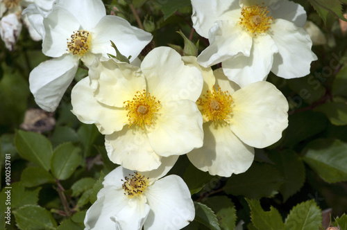 Englische Rose, KewKew Gardens