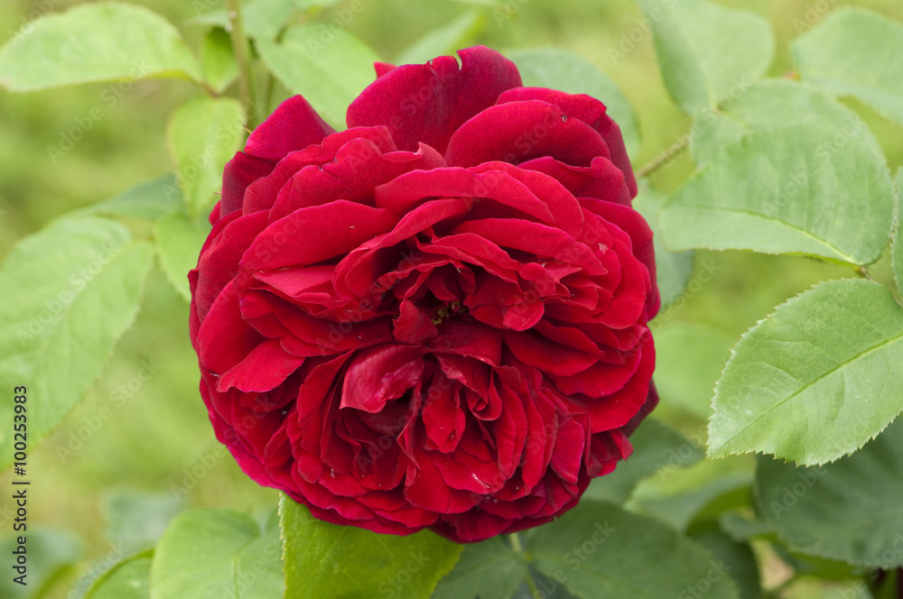 Fototapeta premium Englische Rose, L. D. Braithwaite David Austin