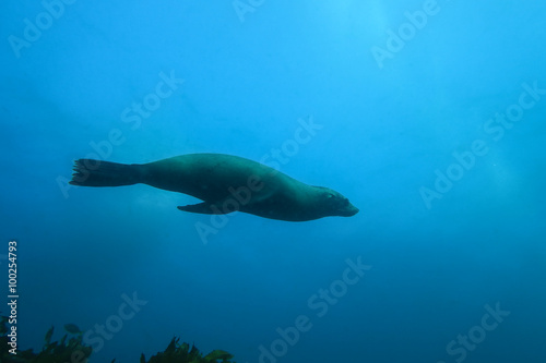 Seal swimming effortlessly underwater