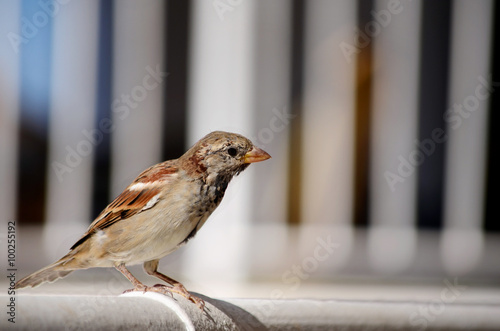 sparrow closeup © boryanam