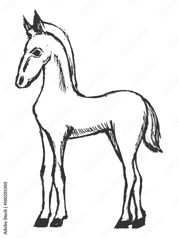 Obraz premium hand drawn, grunge, sketch illustration of foal