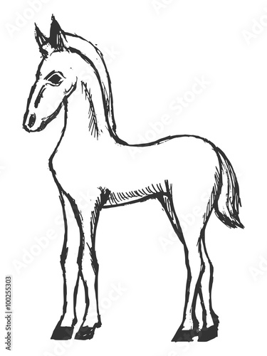 hand drawn, grunge, sketch illustration of foal