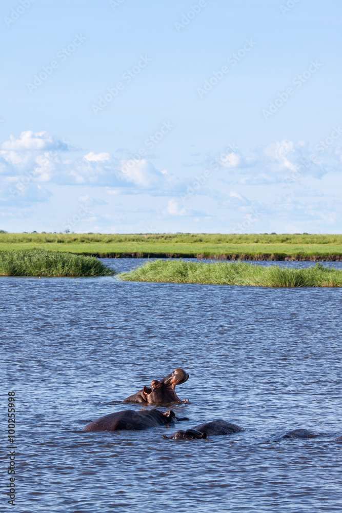 Hippopotamus in Hippo Pool of Chobe River, Botswana.