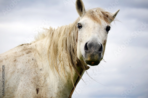 beautiful white horse on a cloudy sky-closeup