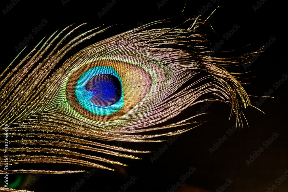 Obraz premium Peacock Feather Macro