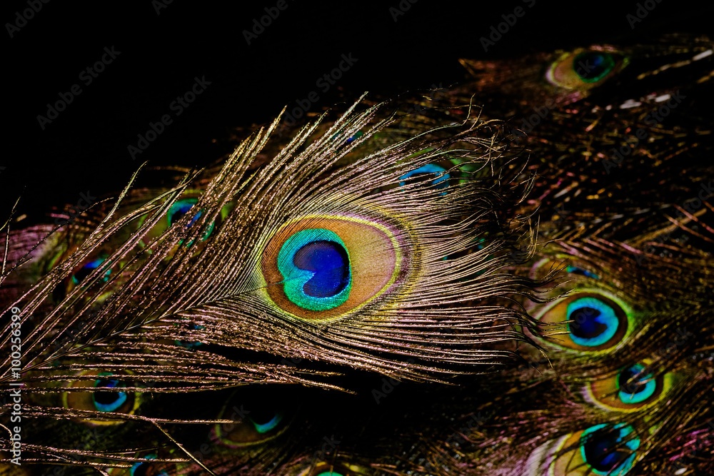 Obraz premium Peacock Feather Macro