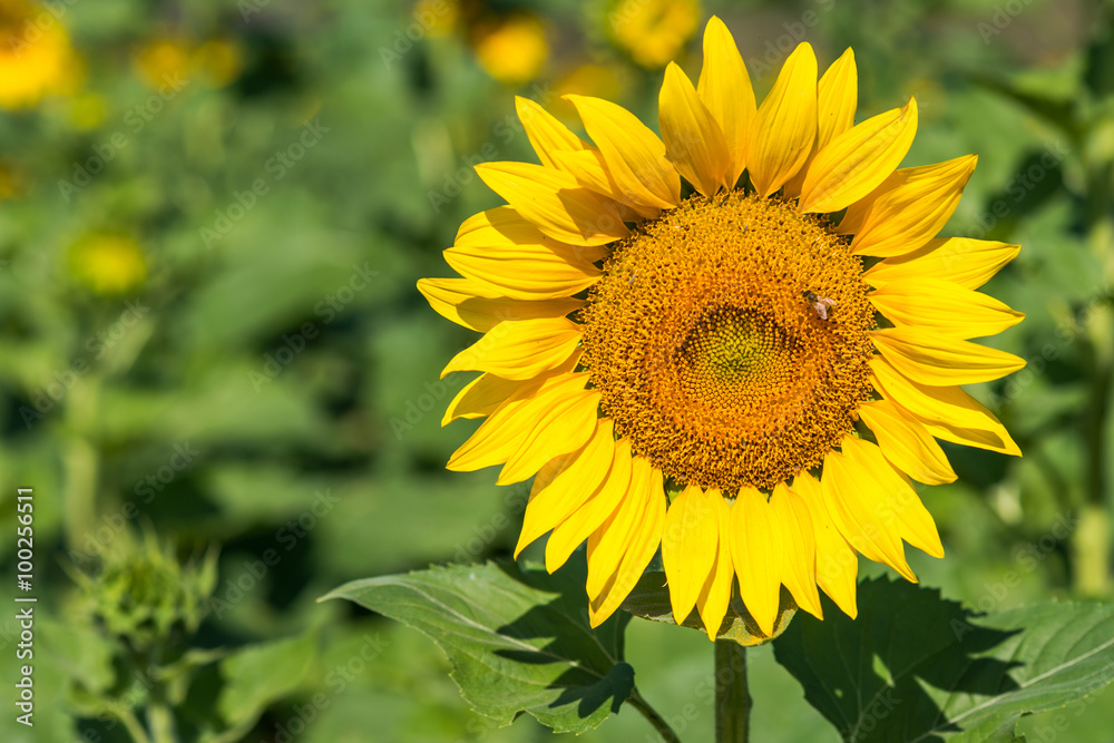 sunflower in fram