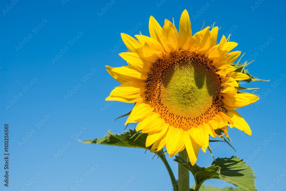 sunflower on blue sky background sunflower on blue sky background