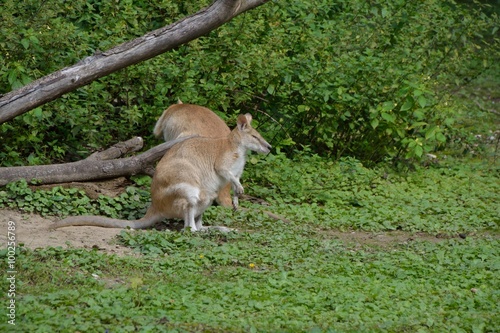 Tiere und V  gel