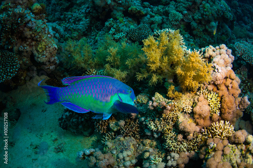Parrotfish © sergemi