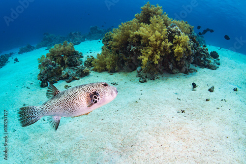 Spotfin Burrfish