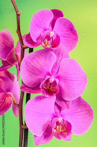 Purple branch orchid  flowers  Orchidaceae  Phalaenopsis known as the Moth Orchid  abbreviated Phal. 