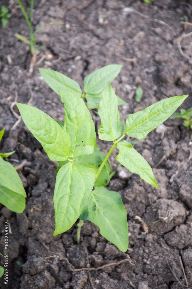young Yard Long bean tree in garden young Yard Long bean tree in garden