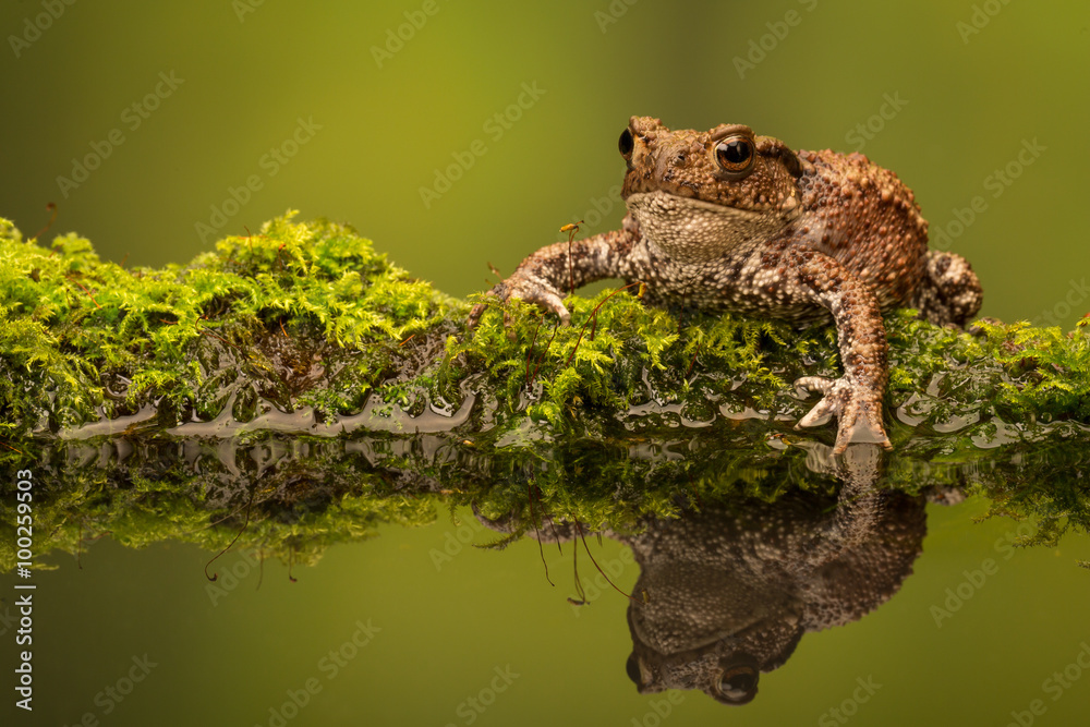 Obraz premium Common toad