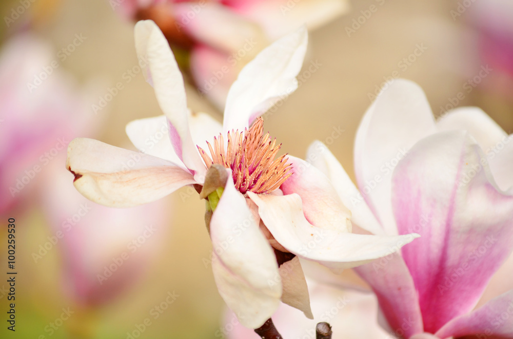 beautiful magnolia flowers.closeup
